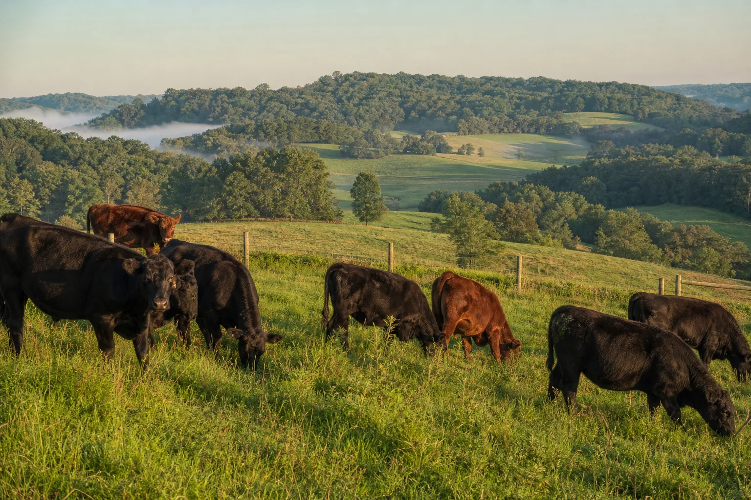 Cattle grazing on the farm's rolling pasture
